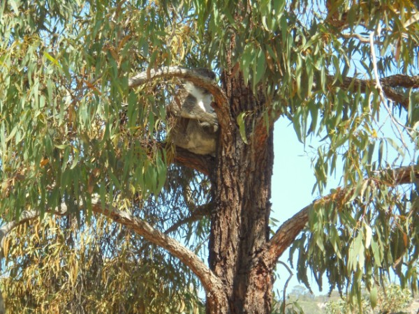 Quokkas