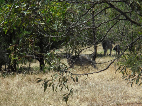 Quokkas