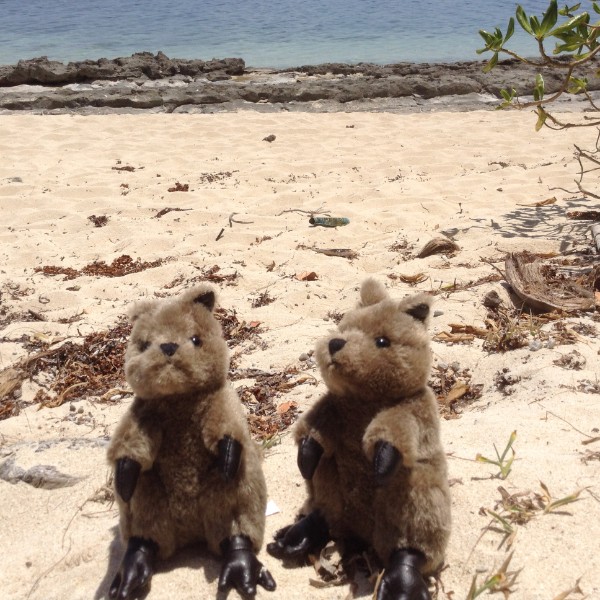 Quokkas