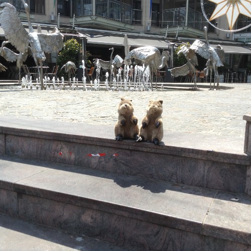 Quokkas