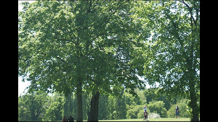 Benefits of Walking for Health, Stress Busting and Fresh Air!