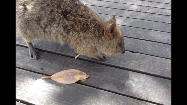 A Diary Of My Travels From The Quokkas Perspective